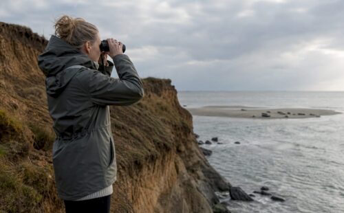 Vrouw ontdekt groepje zeehonden op drooggevallen zandbank