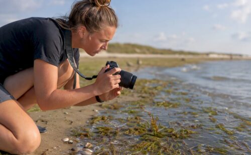 Een vrijwilliger legt een waterplant vast op de kust van Ameland.
