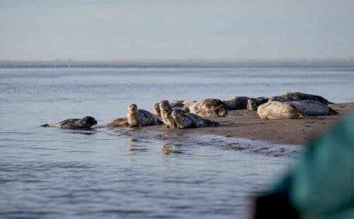 Zeehonden liggen uit te rusten op een zandplaat bij Ameland