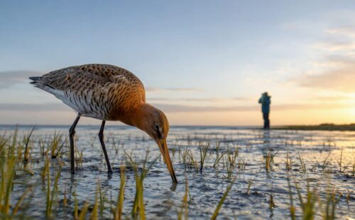 Rosse grutto op de kwelder van Ameland