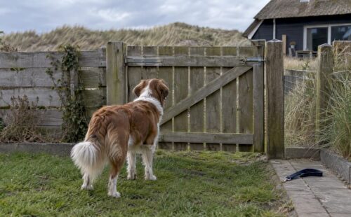 Hond in een omheinde tuin bij het vakantiehuis