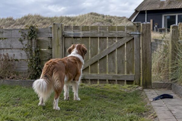 Hond in een omheinde tuin bij het vakantiehuis
