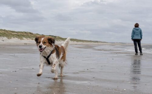 Hond rent los over het brede Amelander strand