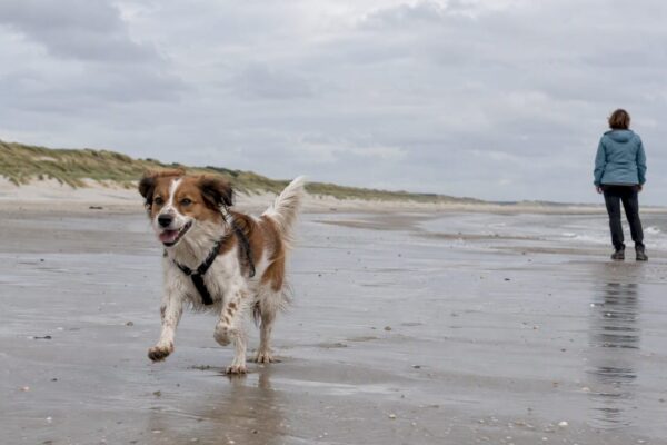 Hond rent los over het brede Amelander strand